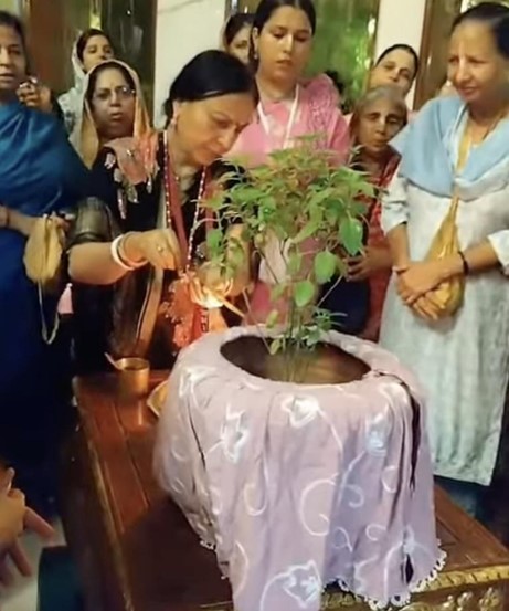 トゥルシー ホーリーバジル